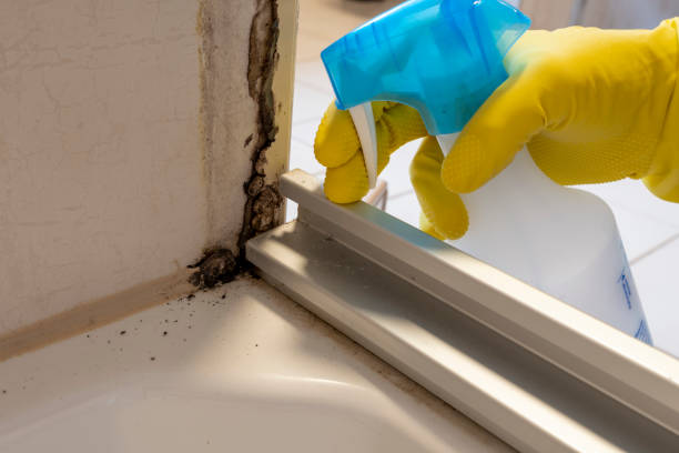 Best Basement Mold Removal  in Muscoda, WI