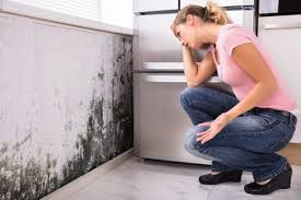 Best Mold Prevention Services  in Muscoda, WI